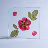 Sola Tile - Rose - Large
