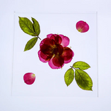 Sola Tile - Rose - Large