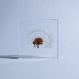 Sola Tile - Dandelion
