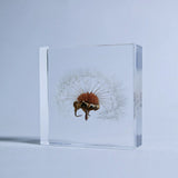 Sola Tile - Dandelion