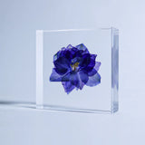 Sola Tile - Larkspur