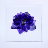Sola Tile - Larkspur