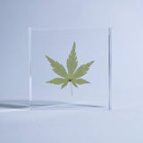 Sola Tile - Japanese Maple