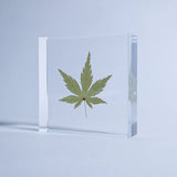 Sola Tile - Japanese Maple