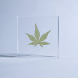 Sola Tile - Japanese Maple