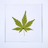 Sola Tile - Japanese Maple