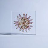 Sola Tile - Astrantia
