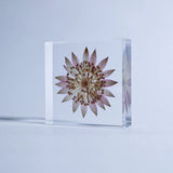 Sola Tile - Astrantia