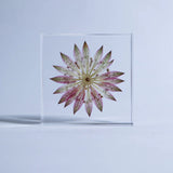 Sola Tile - Astrantia