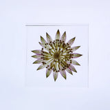 Sola Tile - Astrantia