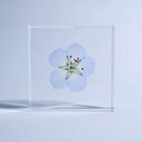 Sola Tile - Nemophila
