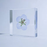 Sola Tile - Nemophila