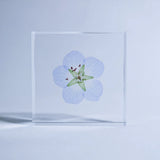 Sola Tile - Nemophila