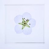 Sola Tile - Nemophila