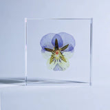 Sola Tile - Viola