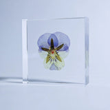 Sola Tile - Viola