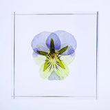 Sola Tile - Viola