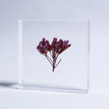Sola Tile - Fragrant Eupatorium