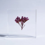 Sola Tile - Fragrant Eupatorium