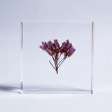Sola Tile - Fragrant Eupatorium