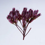 Sola Tile - Fragrant Eupatorium