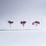 Sola Tile - Fragrant Eupatorium