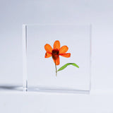 Sola Tile - Zinnia