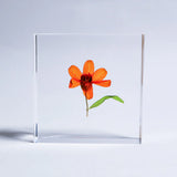 Sola Tile - Zinnia