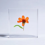 Sola Tile - Zinnia