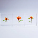 Sola Tile - Zinnia