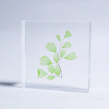 Sola Tile - Adiantum sp.