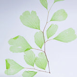 Sola Tile - Adiantum sp.
