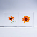 Sola Tile - Zinnia