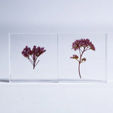 Sola Tile - Fragrant Eupatorium
