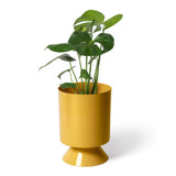 "Palm Springs" Planter - Small