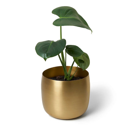 "110" Planter - Brass