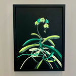 Tania Mason - “Sundance Orchid, 2023”