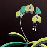 Tania Mason - “Sundance Orchid, 2023”