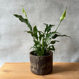 Planter #01 - "Choc Sundae"