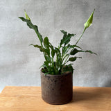 Planter #02 - "Choc Sundae"