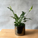 Planter #03 - Metallic