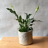 Planter #04 - "Vanilla Sundae"