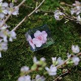 Sola Cube - Kawazu-zakura / Sakura / Cherry Blossom