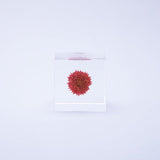 Sola Cube - Globe Amaranth (Love)