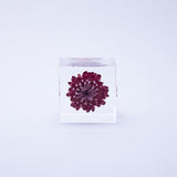 Sola Cube - Strawflower (Reliability)