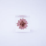 Sola Cube - Strawflower (Reliability)
