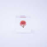 Sola Cube - Globe Amaranth (Love)