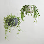 Kinto - Plant Pots - Hanging