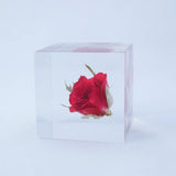 Sola Cube - Rose