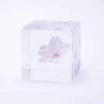 Sola Cube - Oh-Kanzakura / Sakura / Cherry Blossom